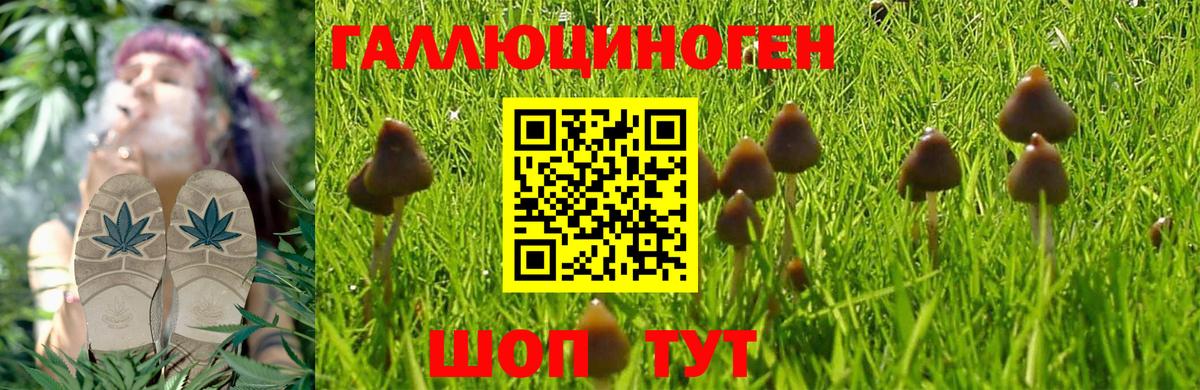 Галлюциногенные грибы Psilocybine cubensis  Вход с VPN  Мончегорск  Галлюциногенные грибы мухоморы 